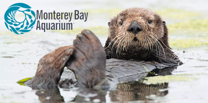 Monterey Bay Aquarium logo and otter